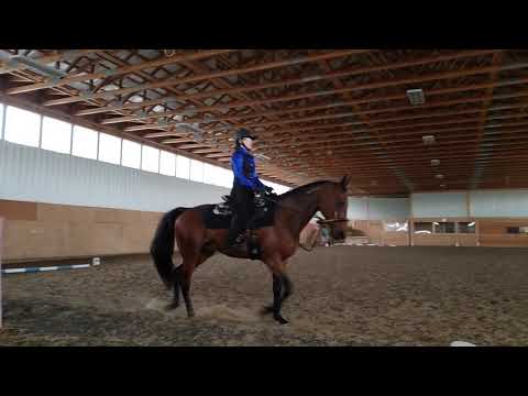 B3 DSO 2020 Championship WDAA 20-249. Kim Scott & Palomine Basic 3 AA