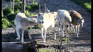 Endangered Animals - Gray Wolf - Mansour
