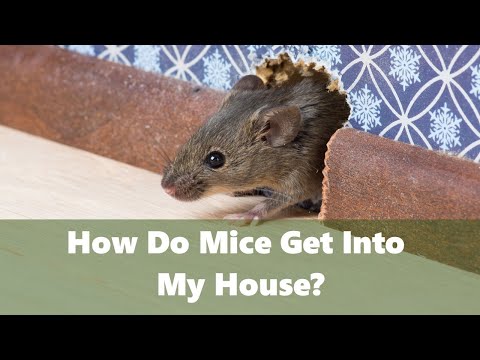 How do mice get into my house?