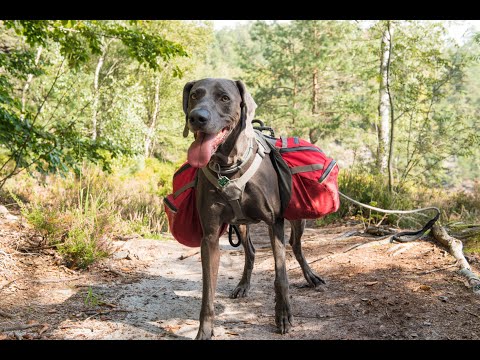 Abenteuer Weimaraner 2020