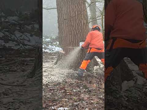 Pappel Fällung geht schief 29.12.2021