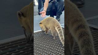 O Quati é o mascote de Foz do Iguaçu! #animais