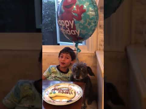 Bodhi Rubin Cohen birthday 2018