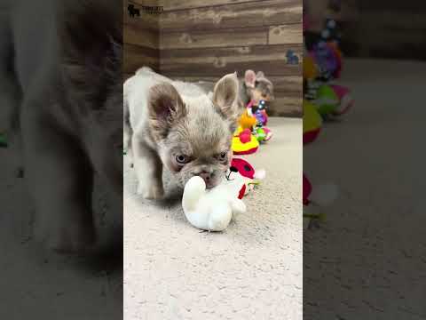 Video 2