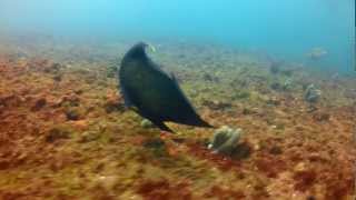 Mergulho na ilha Escalvada em Guarapari - ES