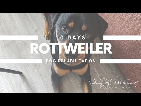 Victoria Dog Obedience Training video.