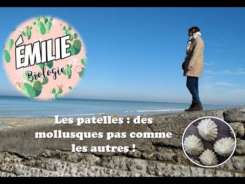 Les patelles : des mollusques pas comme les autres !