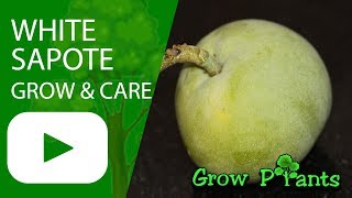 White sapote - grow, care & eat a lot (Casimiroa edulis)