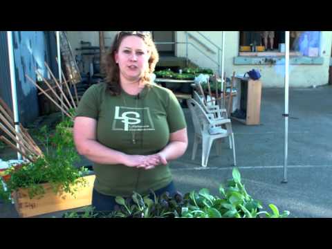 LifeSpace Spring Pick-up Party