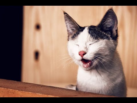 Funny Cats Will Make You Laugh Your Head Off