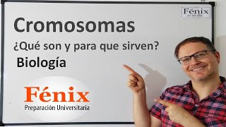 Cromosomas, ¿Qué son y para qué sirven?