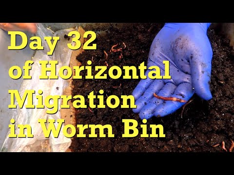 32nd day worm bin horizontal migration with "original" red wigglers - vermicompost