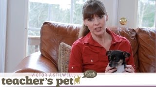 Discipline for Your Dog | Teacher's Pet With Victoria Stilwell