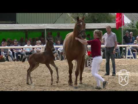 A748 Stutfohlen von Diarado - Cassini II - Cicero