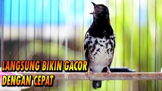 Download lagu ANIS KEMBANG GACOR MEMANGGIL LAWAN UNTUK PANCINGAN #aniskembang mp3