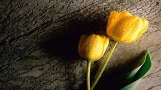 Download lagu Rossa Feat Hafiz - Salahkah (Lyrics) mp3