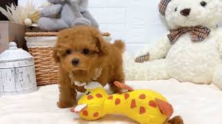 ティーカッププードルの動画02