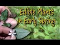 Edible Plants Of Spring & A Few Foraging Tips
