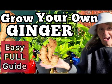 How to Grow Ginger in Containers & Harvest Tons EASY Growing Guide, Start a Plant from Store Bought