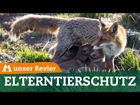 Elterntierschutz beim Raubwild | Weidgerechte Jagd auf Fuchs, Waschbär & Dachs | unser Revier | #66