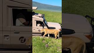 Lions Stalk Stuck Driver Ngorongoro Crater Tanzania #ngorongoro #ngorongorocrater #tanzania #safari