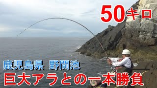 クエ【アラ】 鹿児島県 野間池 沖ヶ瀬での50キロ巨大アラとの格闘‼