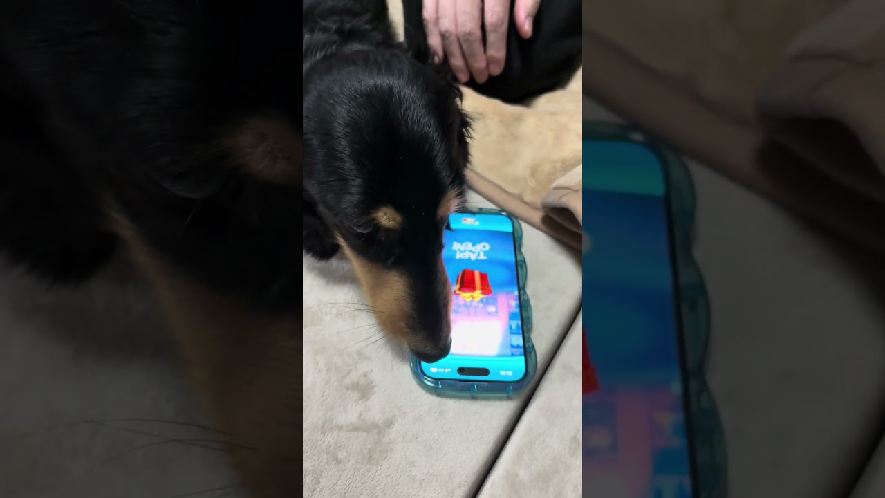 むむに、ツムツムガチャ引いてもらいましたー。欲しいの出なかったから文句言ったら怒られる笑【ミニチュアダックスフンド】夢夢。 #dog #癒し #kawaii #可愛い #ミニチュアダックスフンド