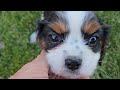 Cavalier King Charles Spaniel dogs for sale: Vance - Video 1