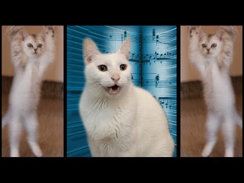 Cats Sing Classical Music - Can Can - Cats Version - Cats Parody