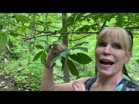 Nature notes Ohio Wildflowers