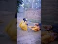 Pashto Mujra Dance Mujra Short Mujra Viral Video Sexy Mujra Desi College School Fuuny Girl