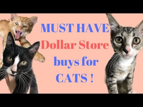 Cheap but Awesome Dollar Store items for Kitten & Cat Fosters!