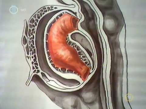 giardia choroba u kota