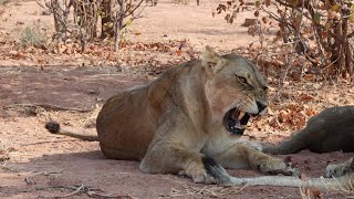 Tuli Wilderness - The Great Land of Roars & Dust.  Northern Tuli Game Reserve, Botswana.