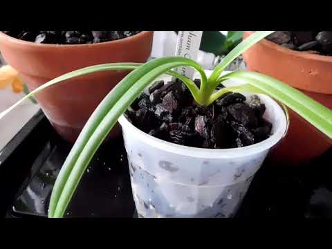 An update on my paphiopedilum and phragmipedium orchids