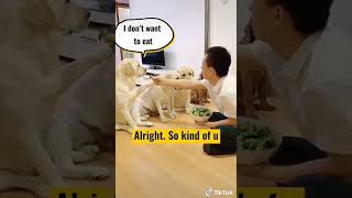 Funny Dogs 🐕 love ❤️ cute puppy 😍 Dog lo