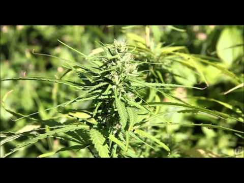 Weed in ma fuckin' hand - Blanco Ft. Flam Bo