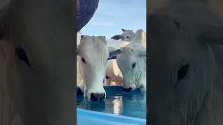 El error con el agua que está reduciendo la producción de tus vacas