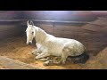 Animals So Cute - Funny Horse Companion #3