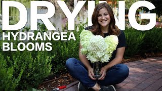 How to Dry Hydrangea Blooms