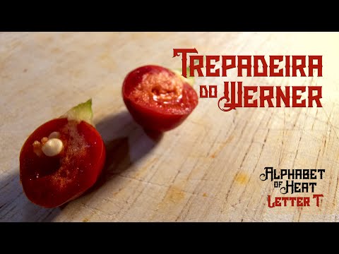 Wow! Pretty AND Tasty?! - Trepadeira do Werner - Alphabet of Heat - T - Pepper Review
