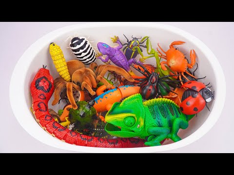 🦎toy asmr🦎 ZURU Robo Alive Chameleon, RC Spider, RC Lizard & Robo Bugs Toy ASMR 🌟 Unboxing Toys
