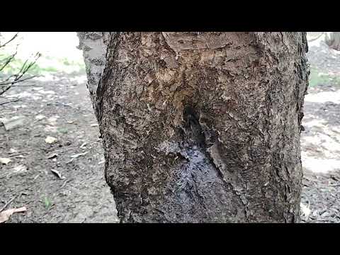 Carpenter Ants Flourish in Landscape & Tree in Warren, NJ
