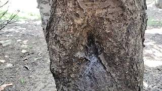 Watch video: Carpenter Ants Flourish in Landscape & Tree in Warren, NJ