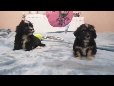Havanese puppy for sale