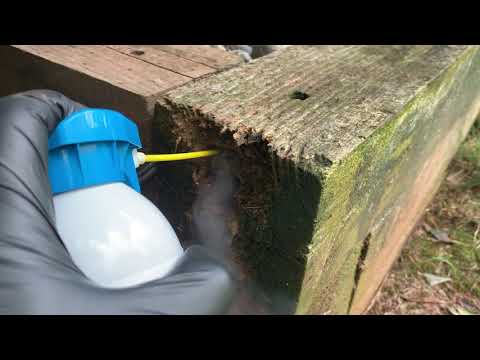 Large Carpenter Ant Nest Found in the Railroad Ties in Far Hills, NJ