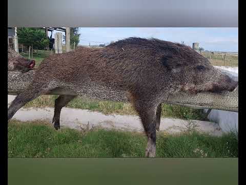 Wild Boar Hunt Uruguay 2026 With dog, scope and drone