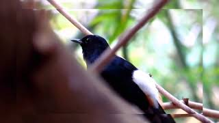 Download lagu Murai batu gacor di alam liar untuk pancingan murai batu bahan muda hutan | macet bunyi mp3 Download lagu Murai batu gacor di alam liar untuk pancingan murai batu bahan muda hutan | macet bunyi mp3
