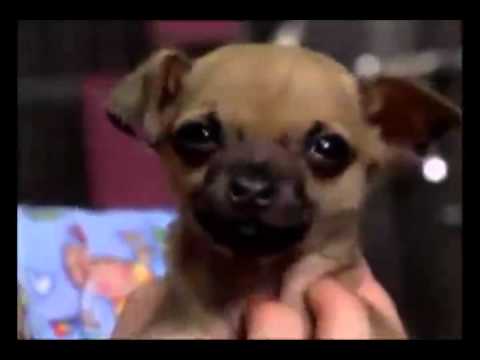 Sarah McLachlan wants you to help "Wounded Dogs"