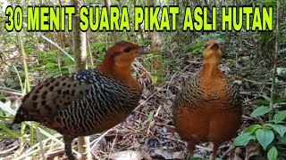 Download lagu 🔴Suara pikat puyuh hutan puyuh rimba atau puyuh tarun-tarun mp3